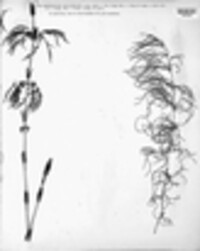 Equisetum sylvaticum image